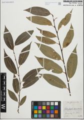Foto von Salix fragilis L. x Salix pentandra L.